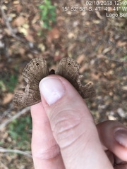 Yphthimoides patricia