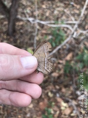 Yphthimoides patricia