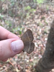 Yphthimoides patricia