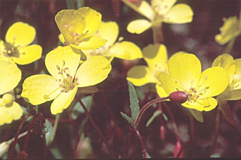 Camissonia sierrae