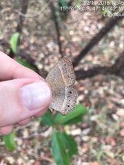 Yphthimoides patricia