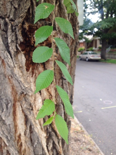Siberian elm (Ulmus pumila)