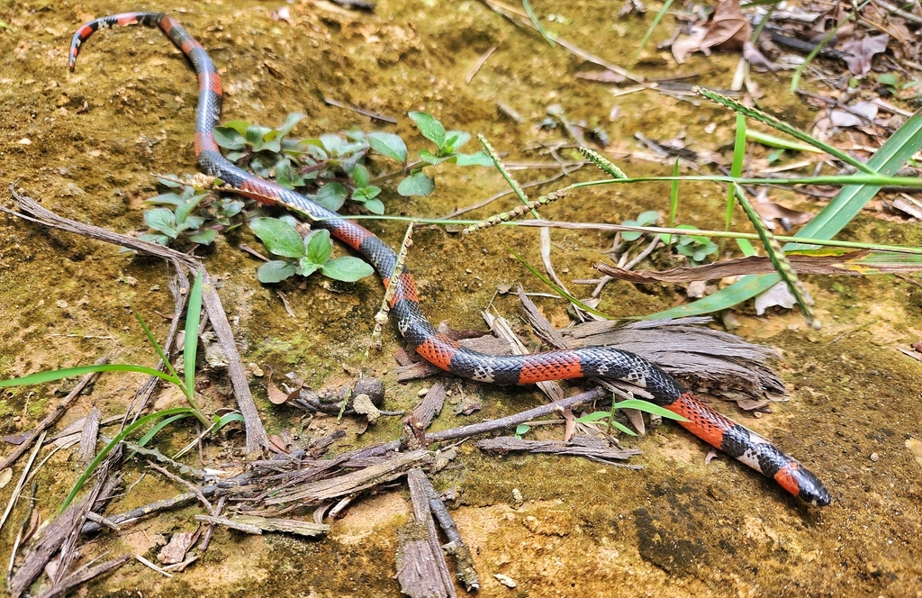Broadhead Ground Snake