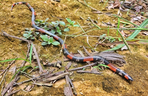 Broadhead Ground Snake, Atractus latifrons