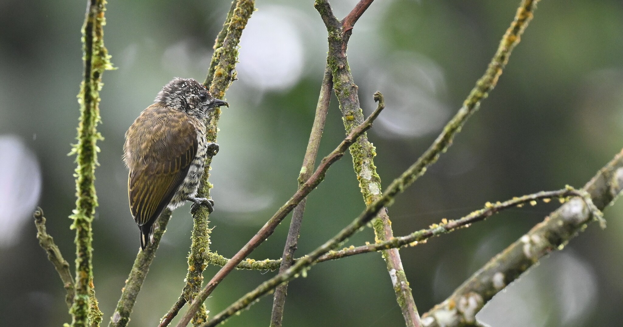 Lafresnaye's Piculet (Picumnus lafresnayi), photo 7