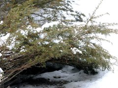 Juniperus communis depressa
