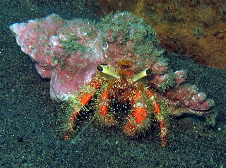 Dardanus longior