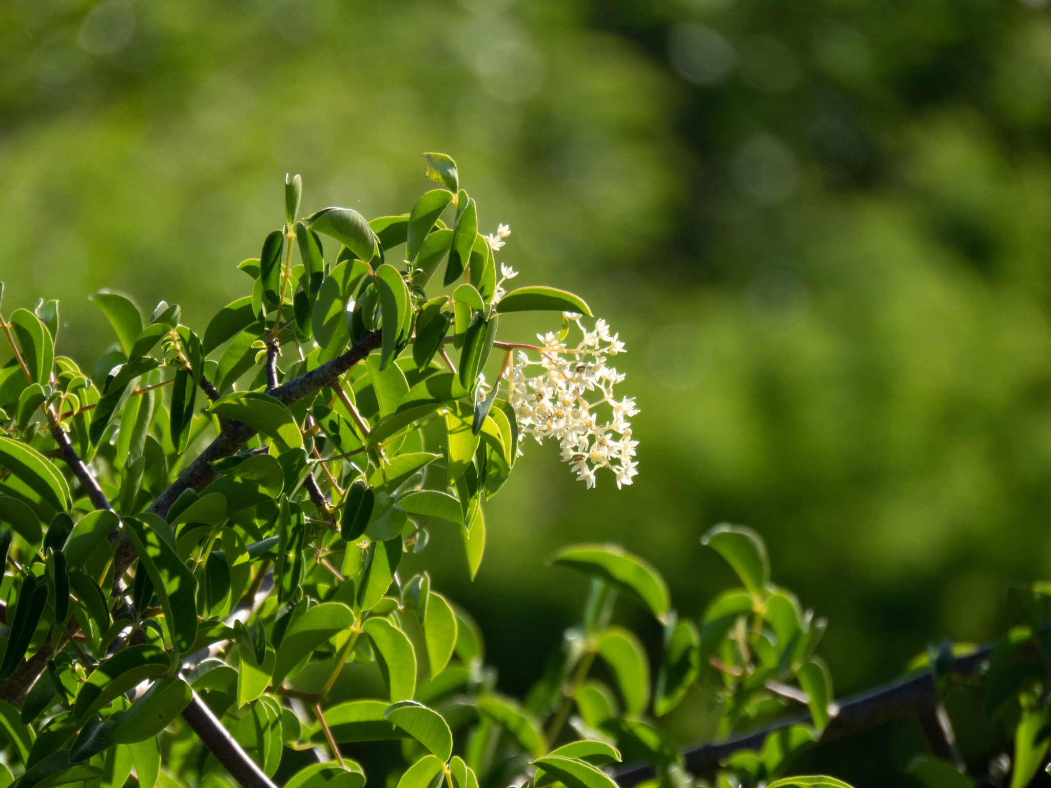 Spondias tuberosa