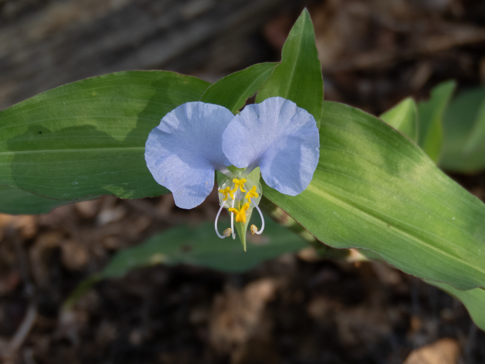Commelina erecta
