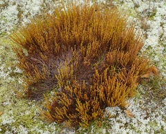 Hudsonia tomentosa