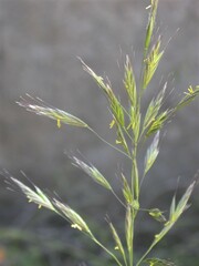 Bromus arizonicus