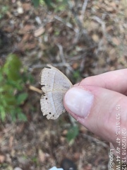 Yphthimoides patricia