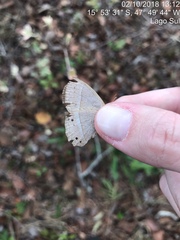 Yphthimoides patricia