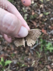 Yphthimoides patricia