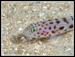Thorogobius ephippiatus