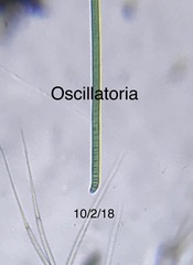 Oscillatoria
