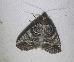 Calathusa hypotherma