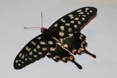 Pharmacophagus antenor