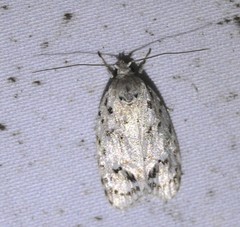 Agriophara velitata