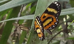 Placidina euryanassa