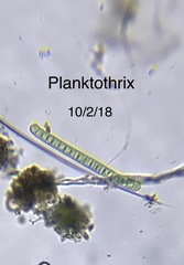 Planktothrix