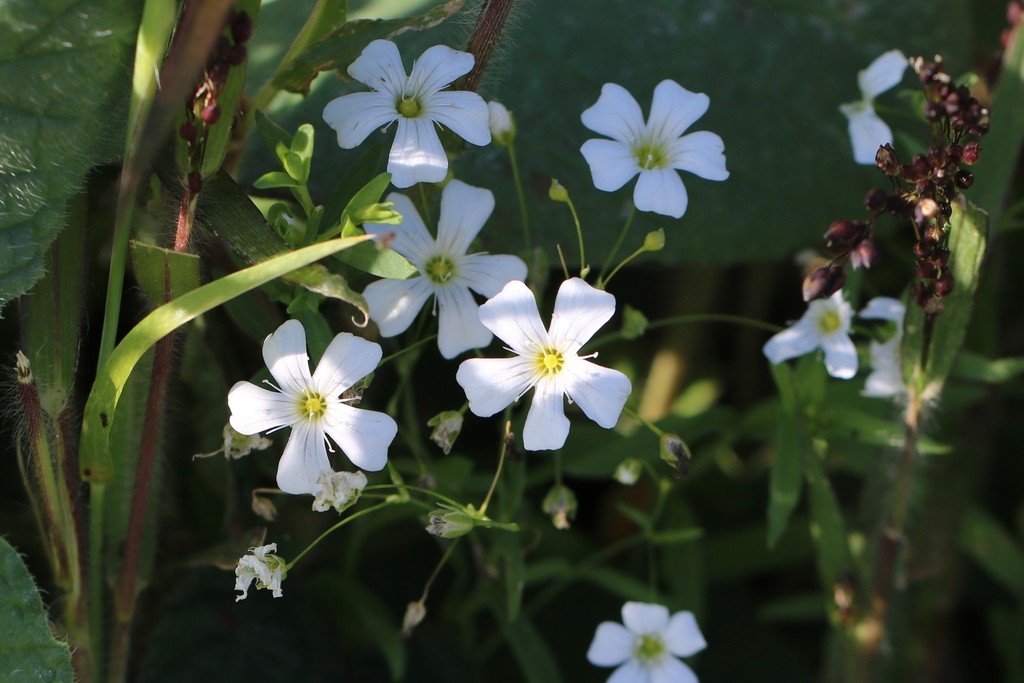 Annual baby's-breath