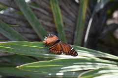 Limenitis archippus floridensis
