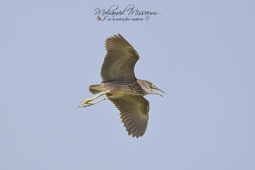 Black-crowned Night Heron