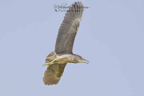 Black-crowned Night Heron