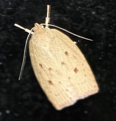 Euchaetis cryptorrhoda