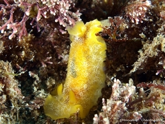 Doriopsilla areolata