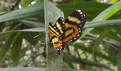 Placidina euryanassa