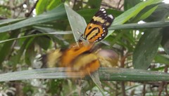 Placidina euryanassa