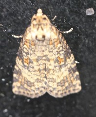 Cryptoptila australana