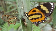Placidina euryanassa
