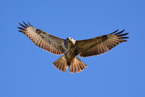 Common Buzzard (Canary Is.)