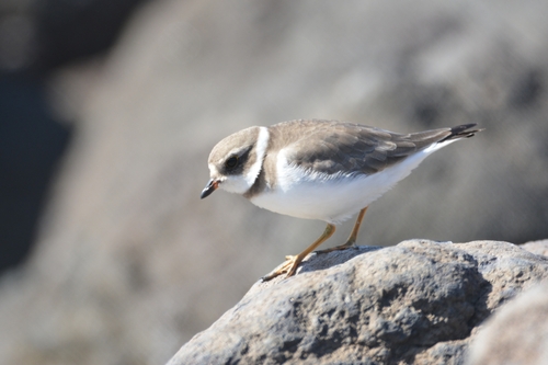 Chorlitejo semipalmeado (Charadrius semipalmatus)