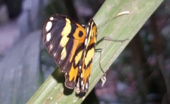 Placidina euryanassa