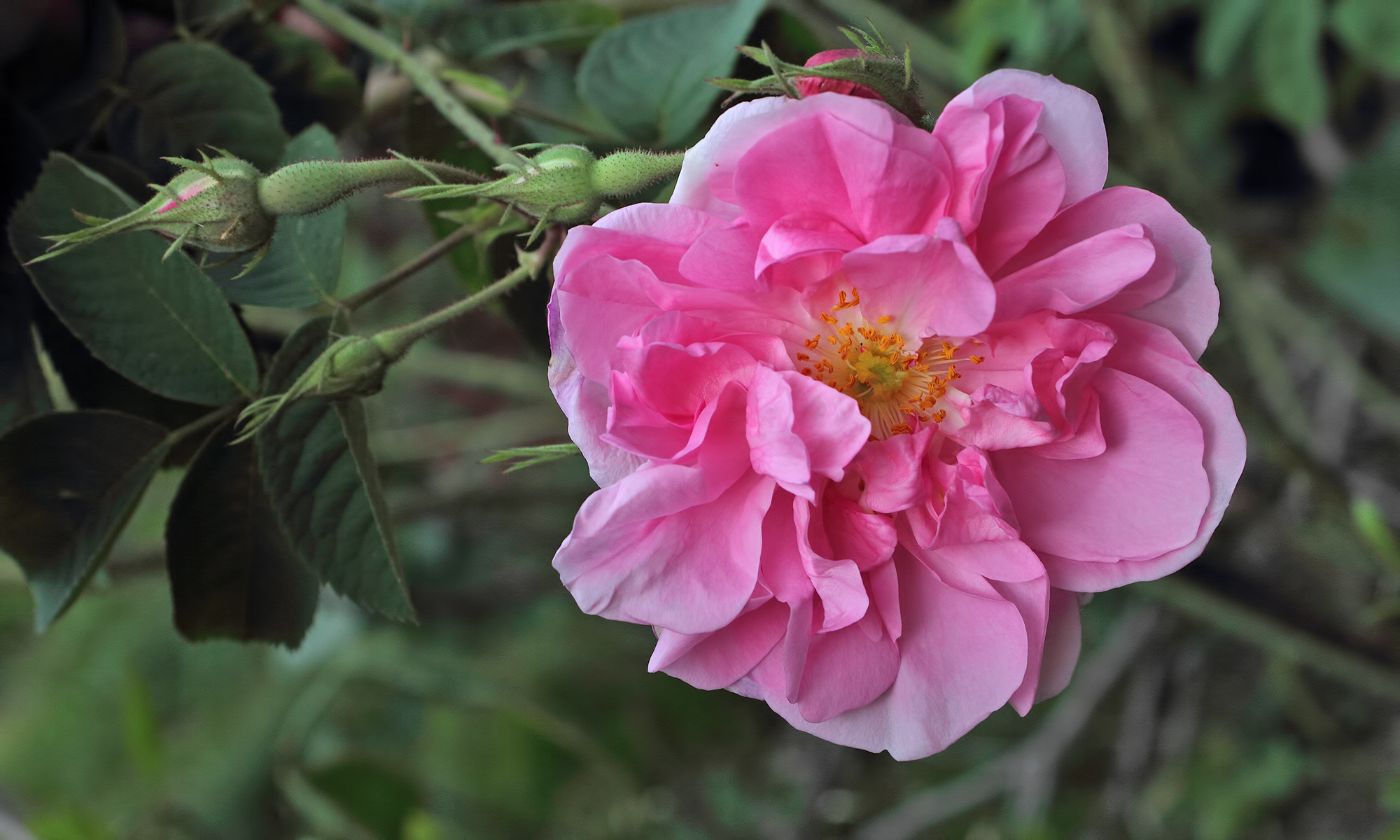 Rosa X damascena