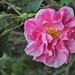 Rosa × damascena - Photo (c) Mehmet Çelik, some rights reserved (CC BY-NC), uploaded by Mehmet Çelik