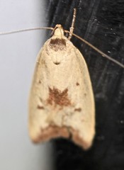 Ageletha elaeodes