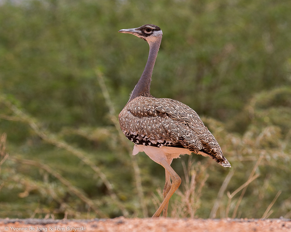 Heuglin's Bustard (Neotis heuglinii) photo