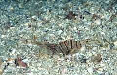 Palaemon serratus