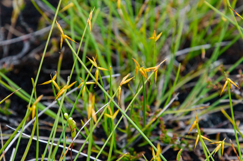 Carex pauciflora