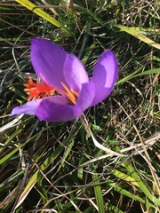 Crocus ligusticus
