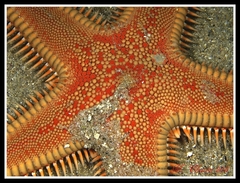 Astropecten aranciacus