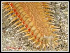 Astropecten aranciacus