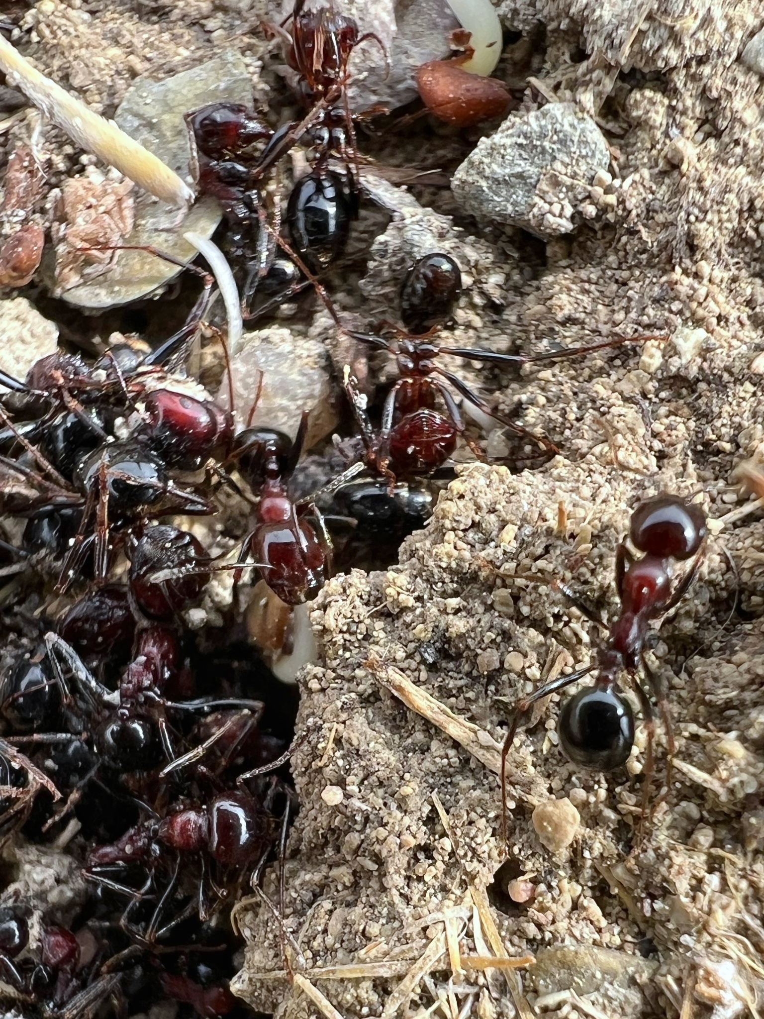 Messor incorruptus