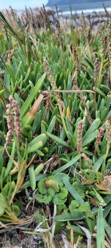 Image of Plantago carnosa by (c) Karen Eichholz, some rights reserved (CC BY)