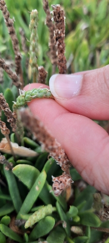 Image of Plantago carnosa by (c) Karen Eichholz, some rights reserved (CC BY)